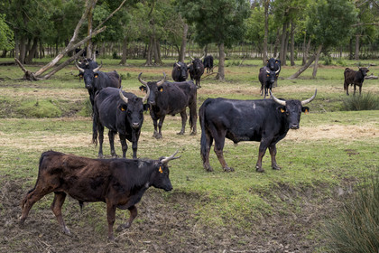 France, Gard (30), Saint-Gilles du Gard, manade Pierre Aubanel & fils, taureaux camarguais appelés Raço di Biou