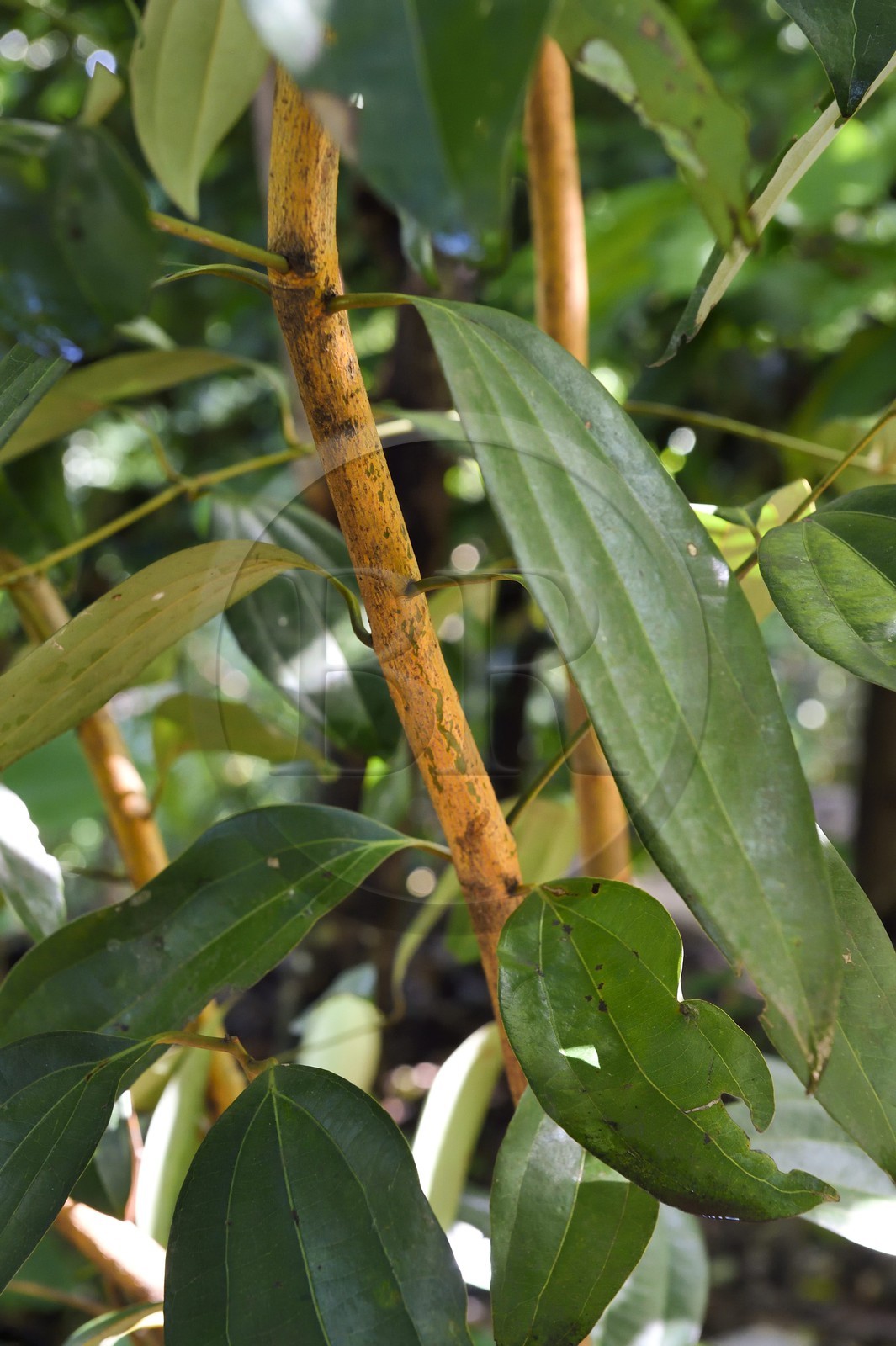 Sri Lanka, province du centre, district de Matale, Kawudupelella, Ranweli Spice Garden, tronc de cannelle
