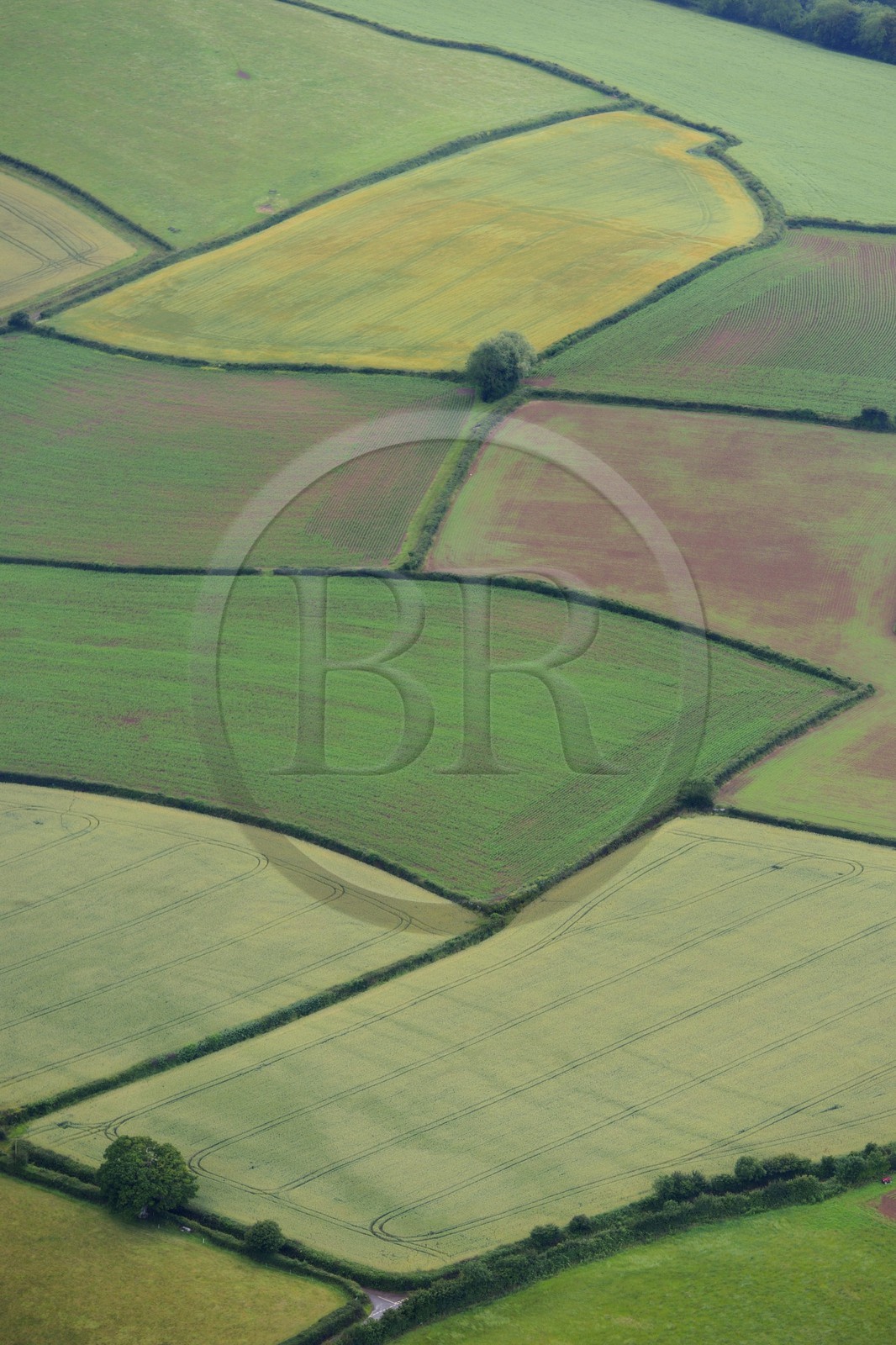 Royaume-Uni, Angleterre, Somerset, champs vers Holcombe Rogus (vue aérienne)