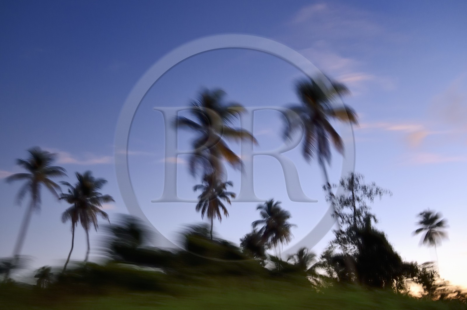 Caraïbes, Ile de la Dominique, Portsmouth, l'estuaire de l'Indian River, cocotiers