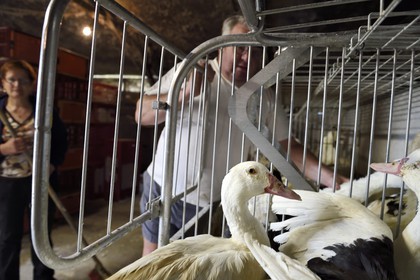 France, Dordogne (24), Périgord Noir, Saint-Rabier, canards mulard de la Ferme-auberge du Grand Coderc
