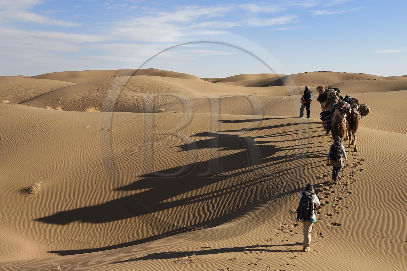 Iran, Province d'Ispahan, désert du Dasht-e Kavir, Mesr dans la région de Khur et Biabanak, caravane de dromadaires dans les dunes du lieu dit de Kuh e-Sefid lors d'une randonnée chamelière