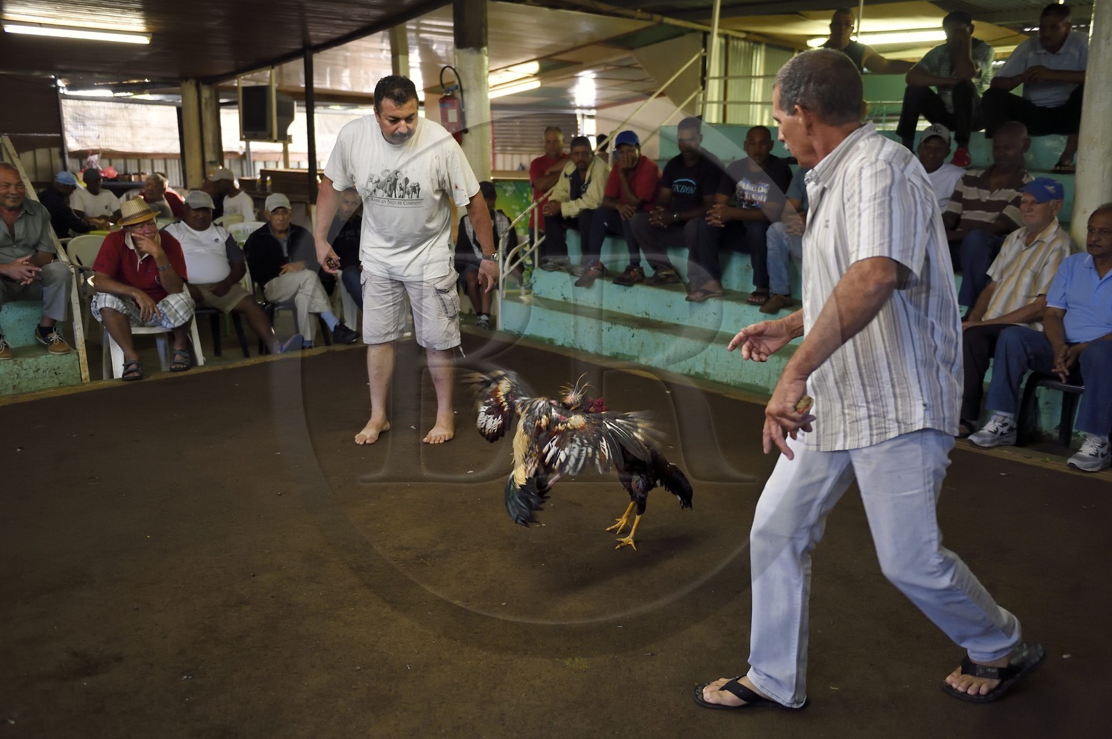 France, Ile de la Reunion, Petit Tampon, combat de coqs dans le Rond de Coq