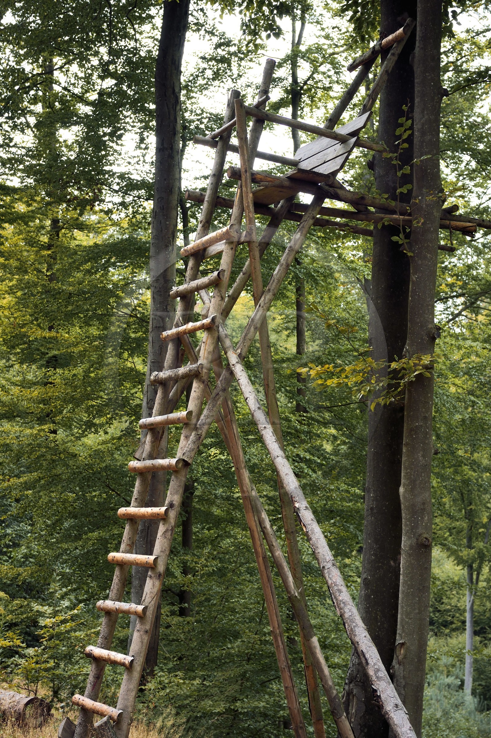 France, Bas-Rhin (67), Parc naturel régional des Vosges du Nord, Obersteinbach, mirador de chasse appelé hochsitz