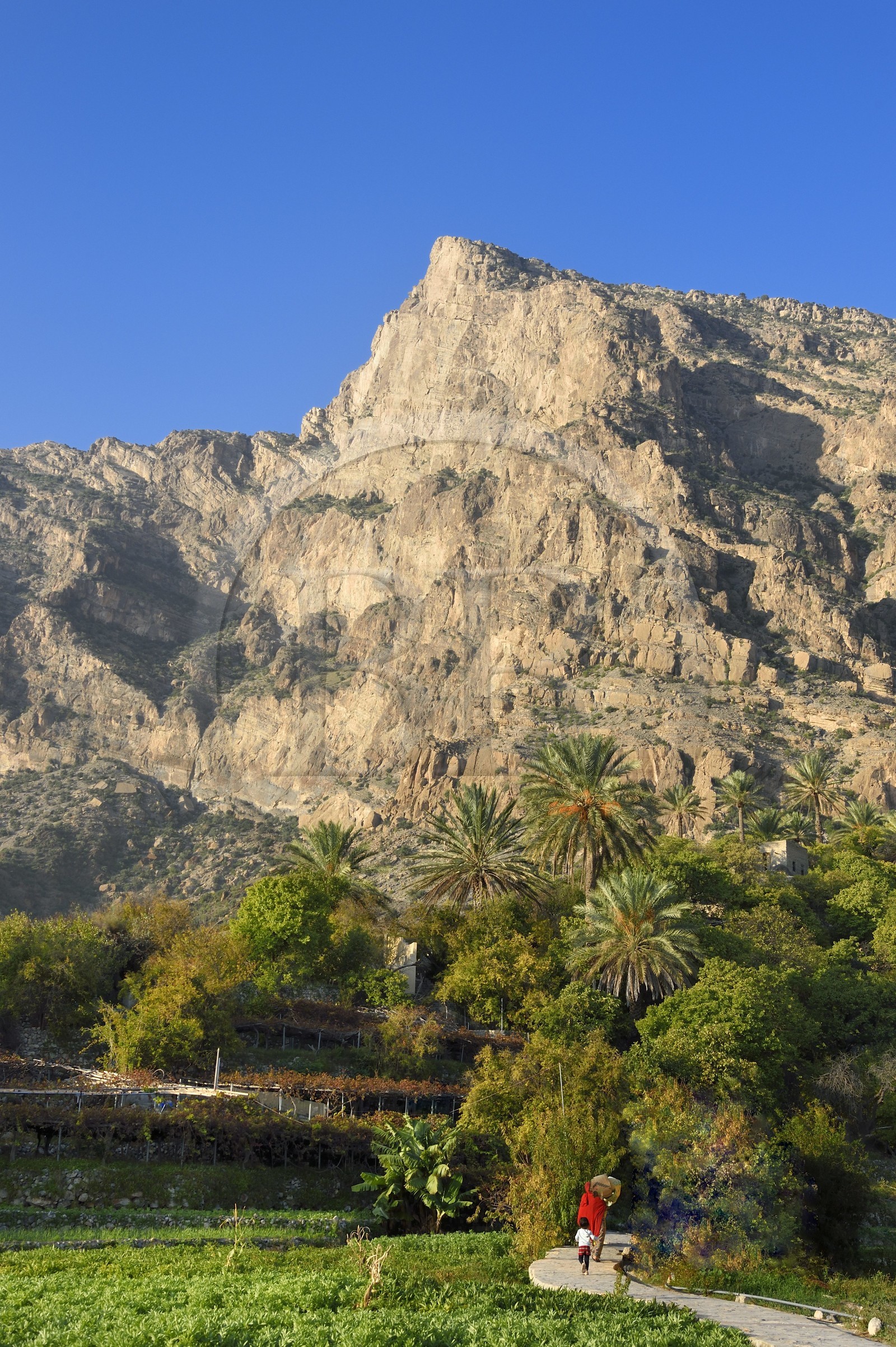 Sultanat d'Oman, Gouvernorat d'Al-Batina du Sud, Hajar occidental, Wadi Mistall, femmes dans les cultures en terrasses au dessus du village de Wakan (Wukan) et le sommet du Qarn Wukan (2501m) en arrière plan