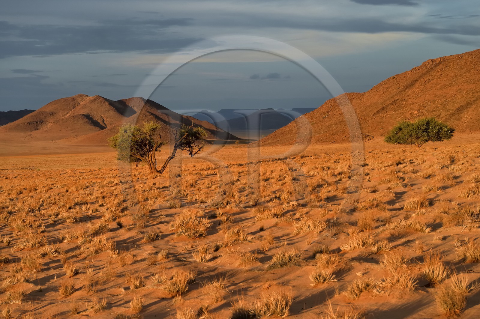 Namibie, région de Hardap, désert du Namib à l'Est du parc national Namib Naukluft vers Sossusvlei, plaine du désert recouverte d'herbe au coucher de soleil