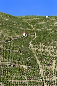 France, Rhône (69), Parc Naturel Régional du Pilat, Ampuis, vignoble AOC Côte Rôtie