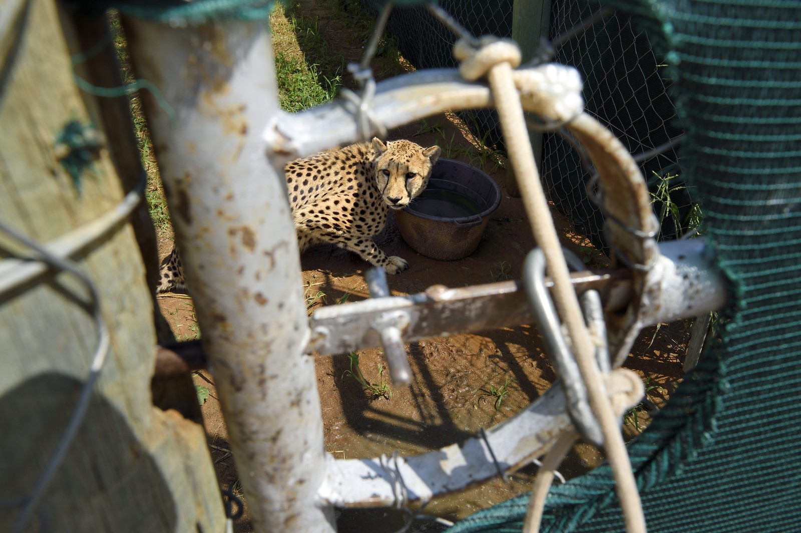 Namibia, Otjiwarongo, Cheetah Conservation Fund, research and education centre, cheetah (Acinonyx jubatus) in temporary captivity and destined to be released in the bush