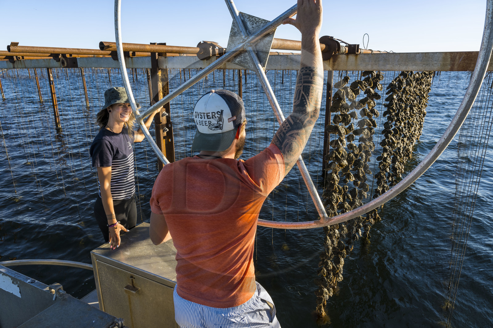 France, Hérault (34), Etang de Thau, Mèze, les producteurs de coquillages Quentin et Emmeline, l'élevage en suspension sur des cordes dans le parc à huitres
