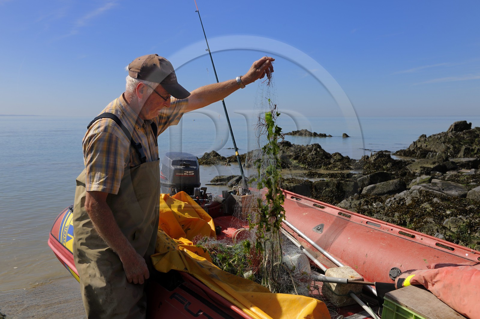 France, Manche (50), Baie du Mont-Saint-Michel, pêcheur ayant ramené des algues vertes qui prolifèrent et sont riches en hydrogène sulfuré, un gaz mortel