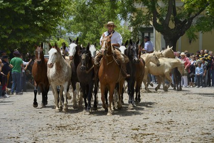 Argentine, province de Buenos Aires, San Antonio de Areco, fête du Jour de la Tradition (Dia de la Tradicion), gaucho présentant son troupeau de chevaux