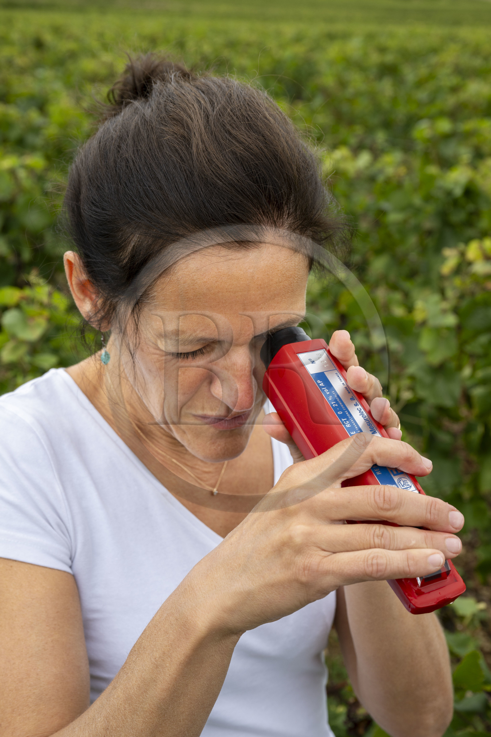France, Cote d'Or, Climats terroirs of Burgundy listed as World Heritage by UNESCO, Cote de Beaune, Beaune, parcelle Les Greves planted in 1er cru de Beaune, the winegrower and winemaker of the Hospices de Beaune Ludivine Griveau, measures the alcohol content of the grapes with her refractor, tastes the skin and pulp of the grapes, and monitors the bunches and the apex.