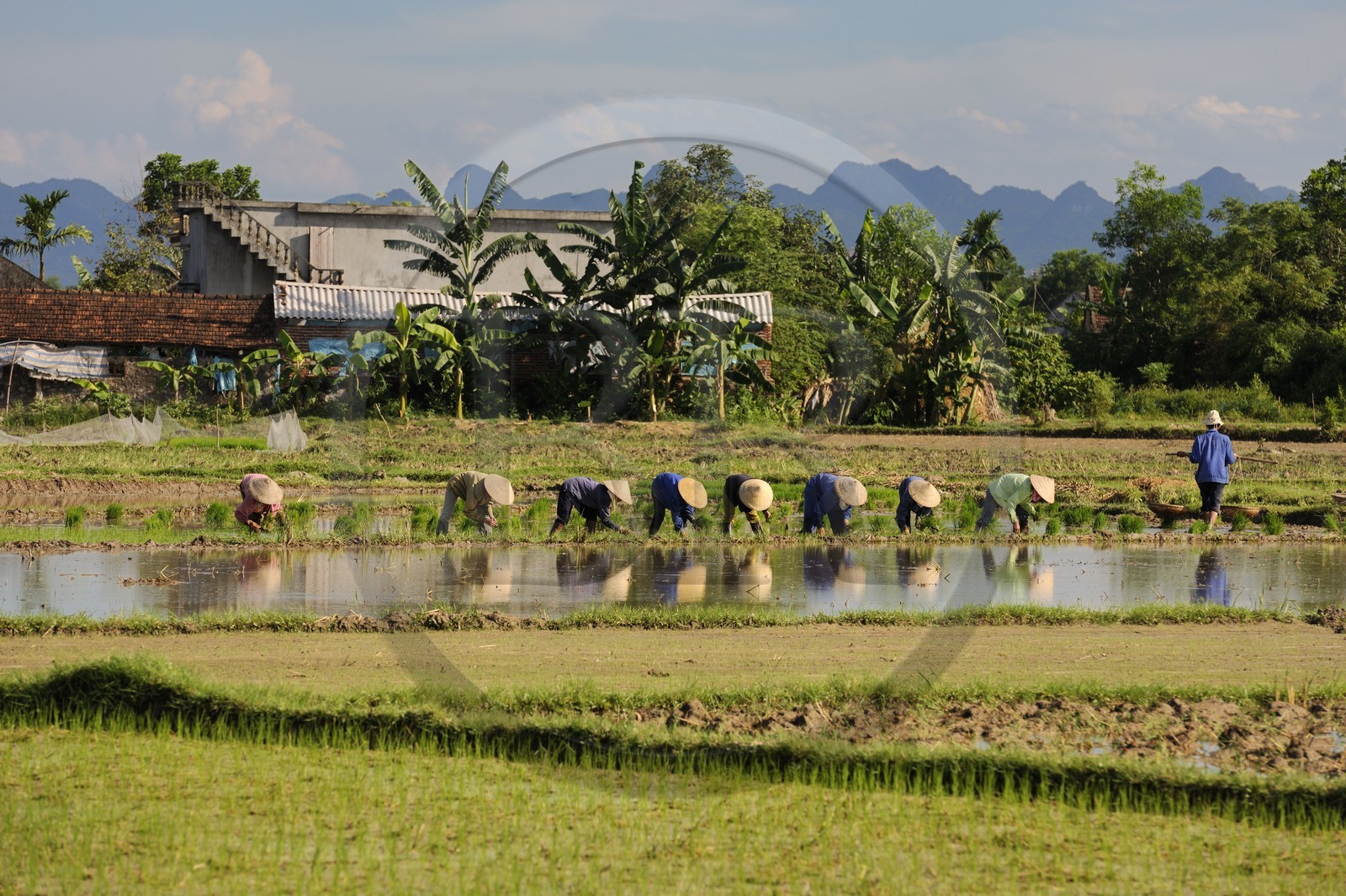 Vietnam, province de Ninh Binh, repiquage du riz dans une rizière