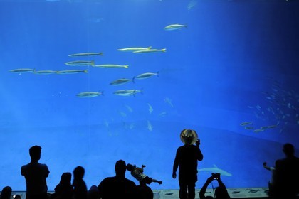 Etats-Unis, Californie, Monterey, le Monterey Bay Aquarium dans Cannery Row