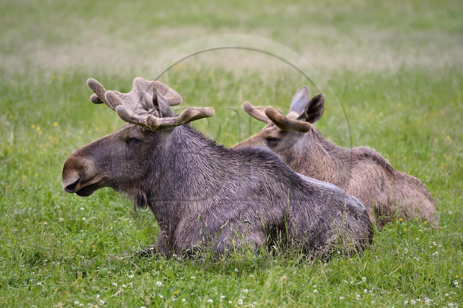 Sweden, Vasterbotten County, Umea region, Bjurholm, the Elk's House (Algens Hus), livestock
