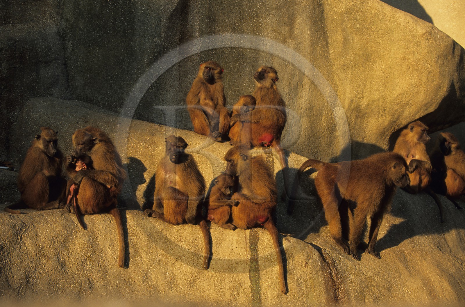 France, Paris (75), parc zoologique de Paris (Vincennes), les babouins
