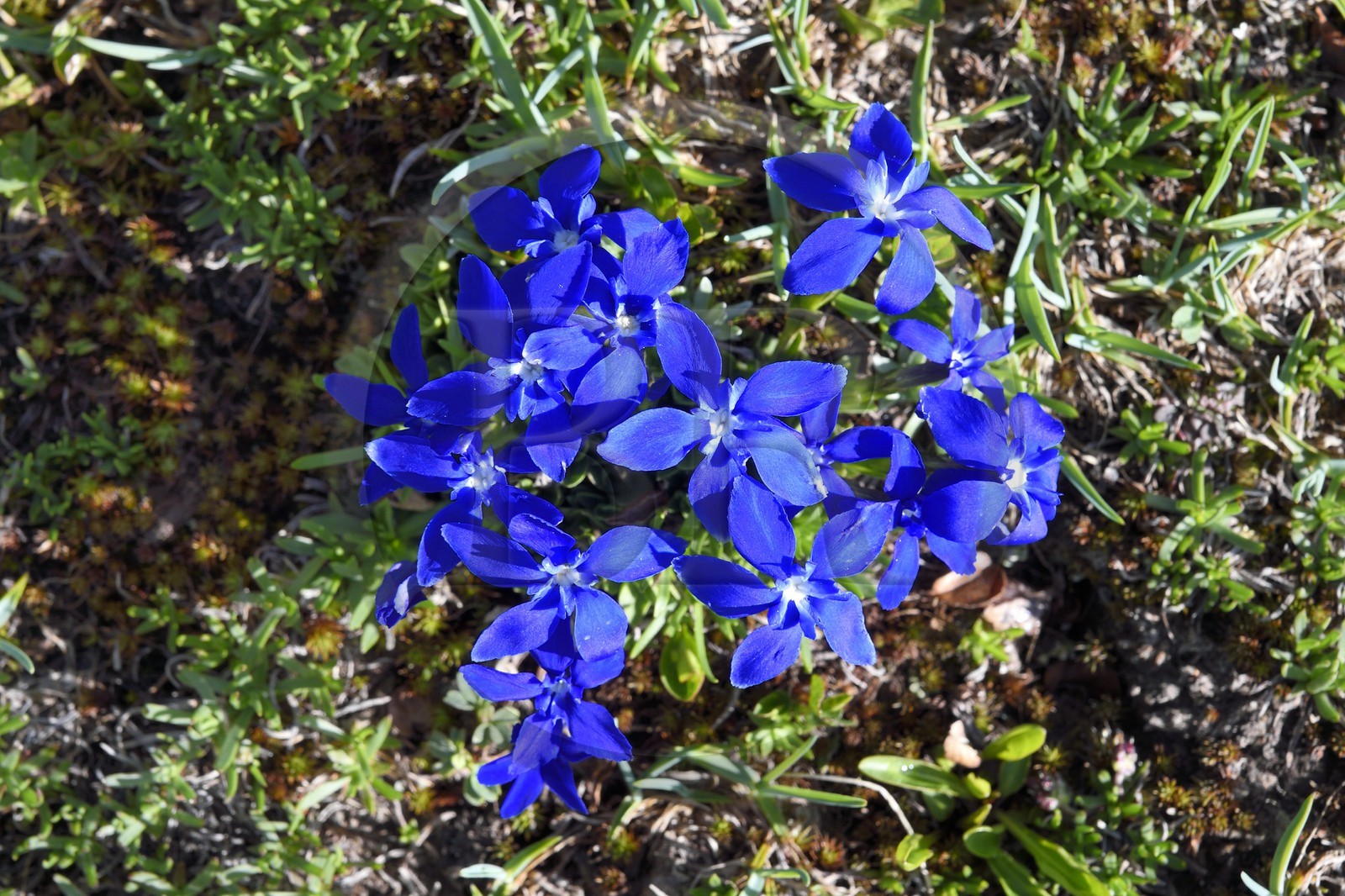 France, Alpes-de-Haute-Provence (04), Uvernet-Fours, parc national du Mercantour, vallée de l'Ubaye, sentier de randonnée du circuit des lacs du col de la Cayolle, Gentiane de printemps (Gentiana verna)