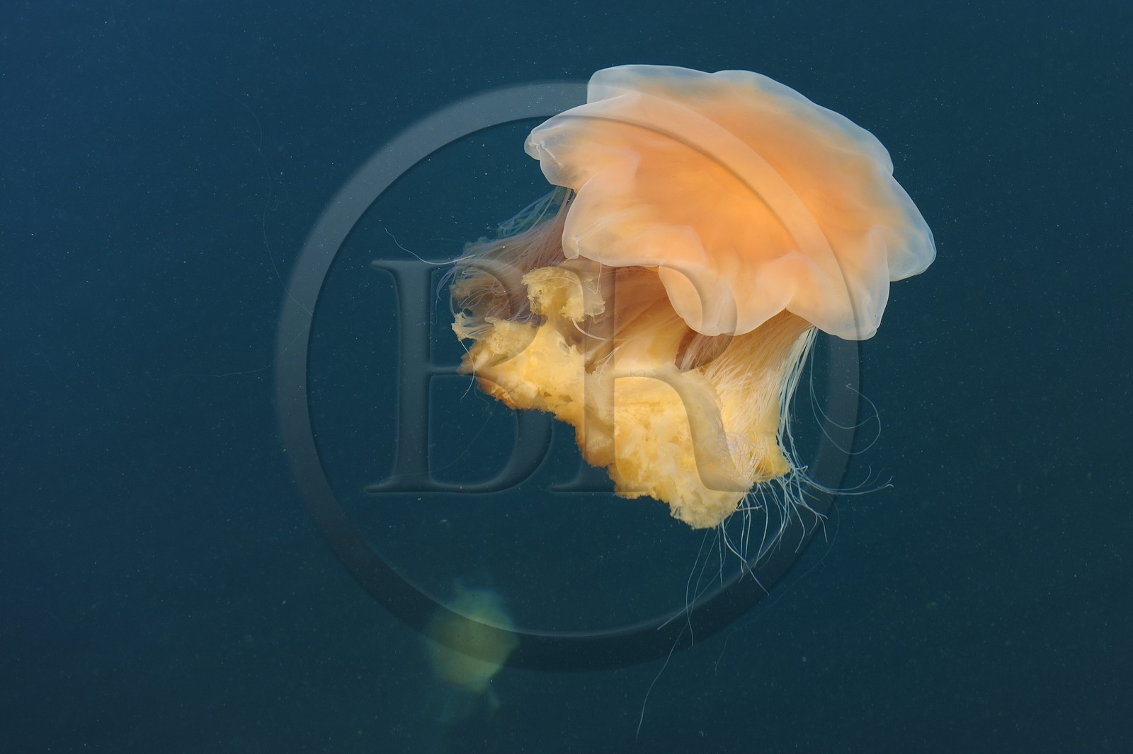 Norway, Rogaland County, Stavanger, jellyfish