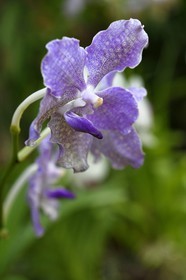 Sri Lanka, province du centre, Kandy, jardin botanique de Peradeniya, serre aux orchidées (Orchidaceae)