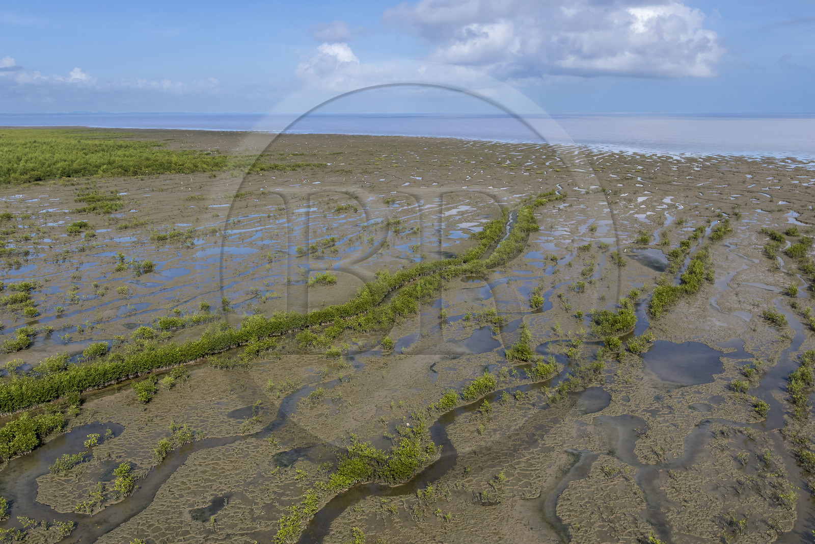 France, French Guiana, Cayenne, the mangrove has taken root on the alluvial banks carried down from the Andes mountains by the Amazon River and surrounds the entire Cayenne peninsula; in a future cyclical period, it will disappear completely, giving way once again to the sea (aerial view).