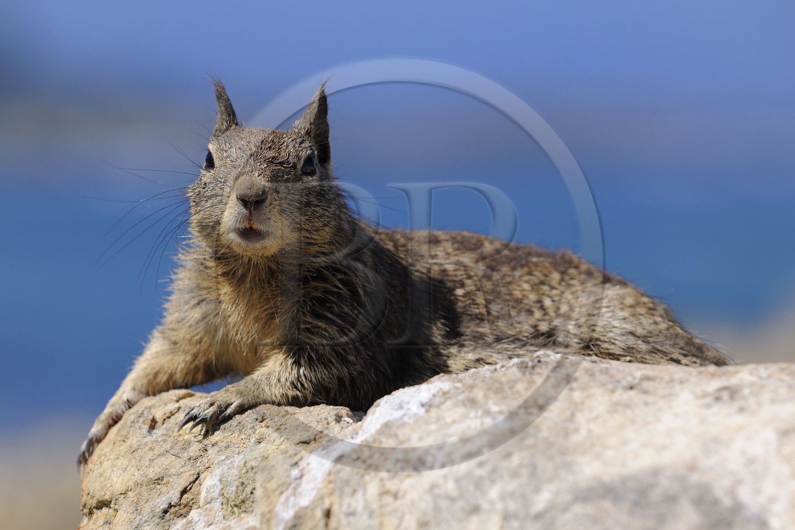 Etats-Unis, Californie, 17 mile drive, écureuil