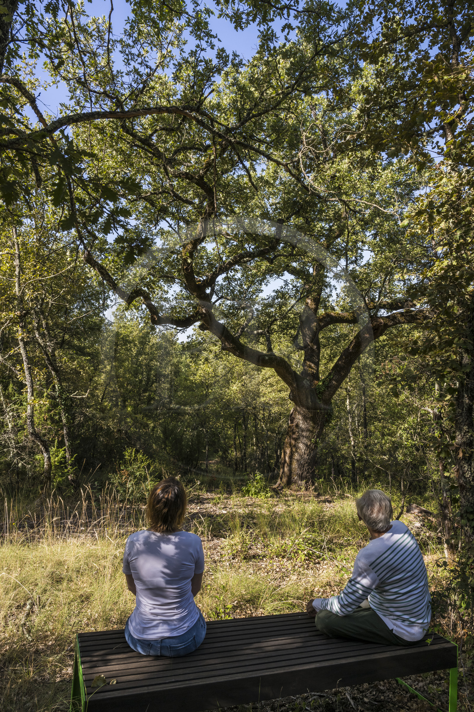 France, Var (83), Provence Verte, Bras, Académie du Bain de Forêt Provençale, forêt du domaine Le Peyrourier - une campagne en Provence