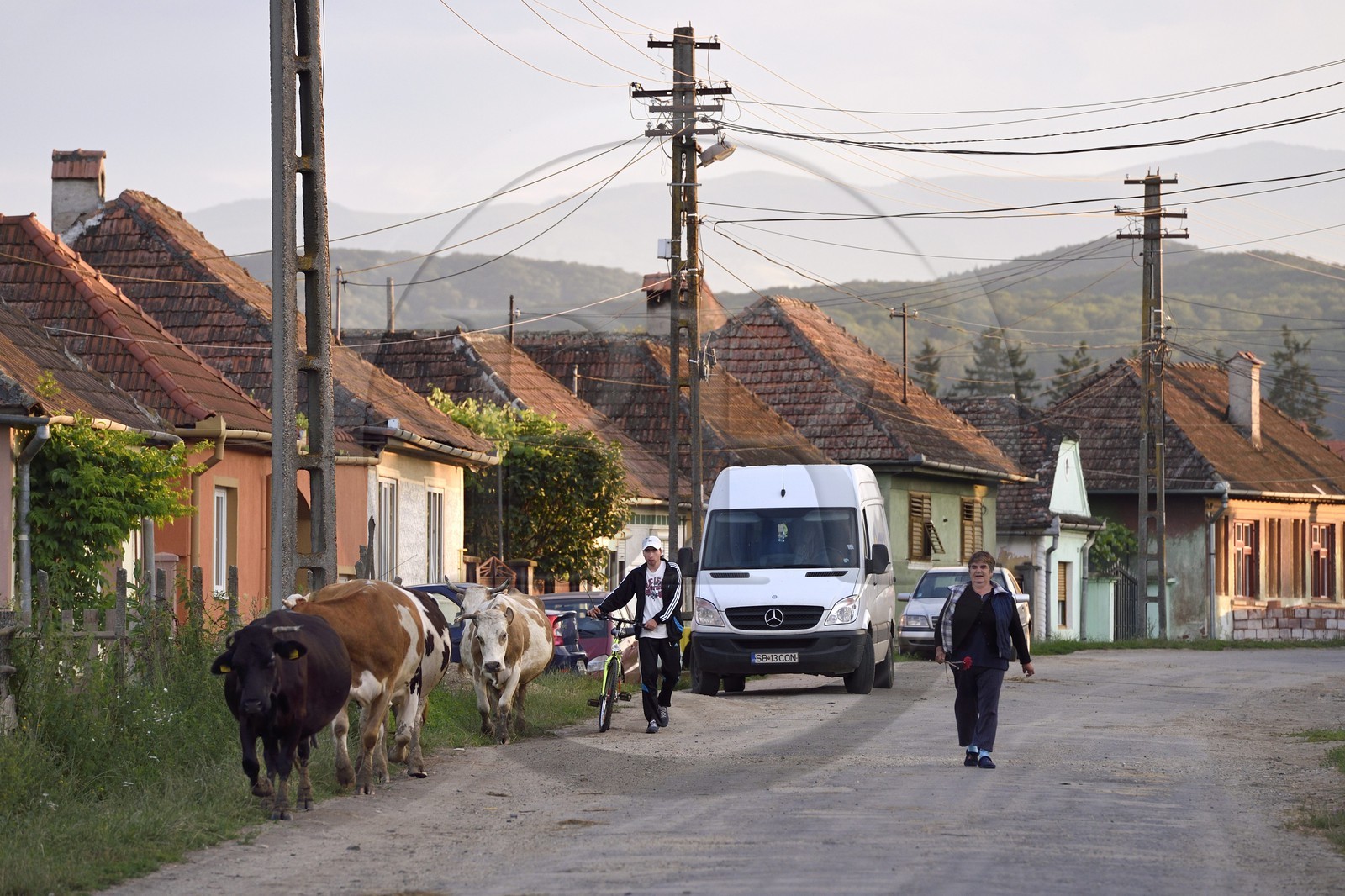 Roumanie, Transylvanie, région de Sibiu, vaches dans le village de Bradu