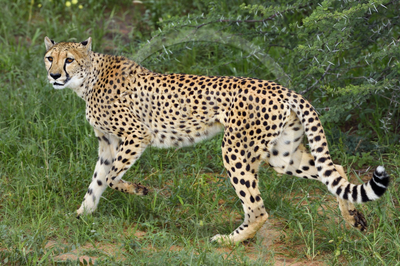 Namibia, Otjiwarongo, Cheetah Conservation Fund, research and education centre, cheetah (Acinonyx jubatus)