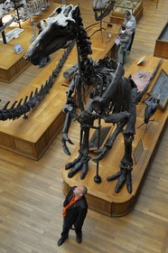 France, Paris (75), Jardin des Plantes, Museum National d'Histoire Naturelle, Galeries de Paléontologie et d'Anatomie comparée