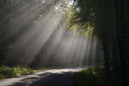 France, Moselle (57), parc régional des Vosges du nord, Bitche, brume matinale sur la route de Soucht