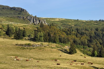 France, Cantal (15), Parc Naturel Régional des Volcans d’Auvergne, le col de Prat de Bouc au pied du Plomb du Cantal, troupeau de vaches