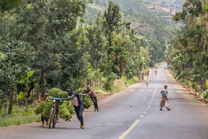 Rwanda, Province de l’Est, Kabarondo, transport de régime de bananes plantain sur bicyclette sur la route de l'Akagera, les bicyclettes sont le principal moyen de transport local