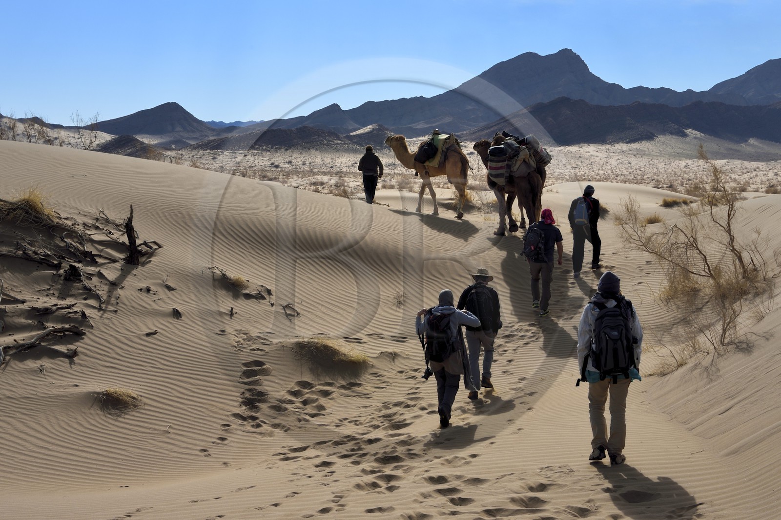 Iran, Province d'Ispahan, désert du Dasht-e Kavir, Mesr dans la région de Khur et Biabanak, caravane de dromadaires dans les dunes lors d'une randonnée chamelière