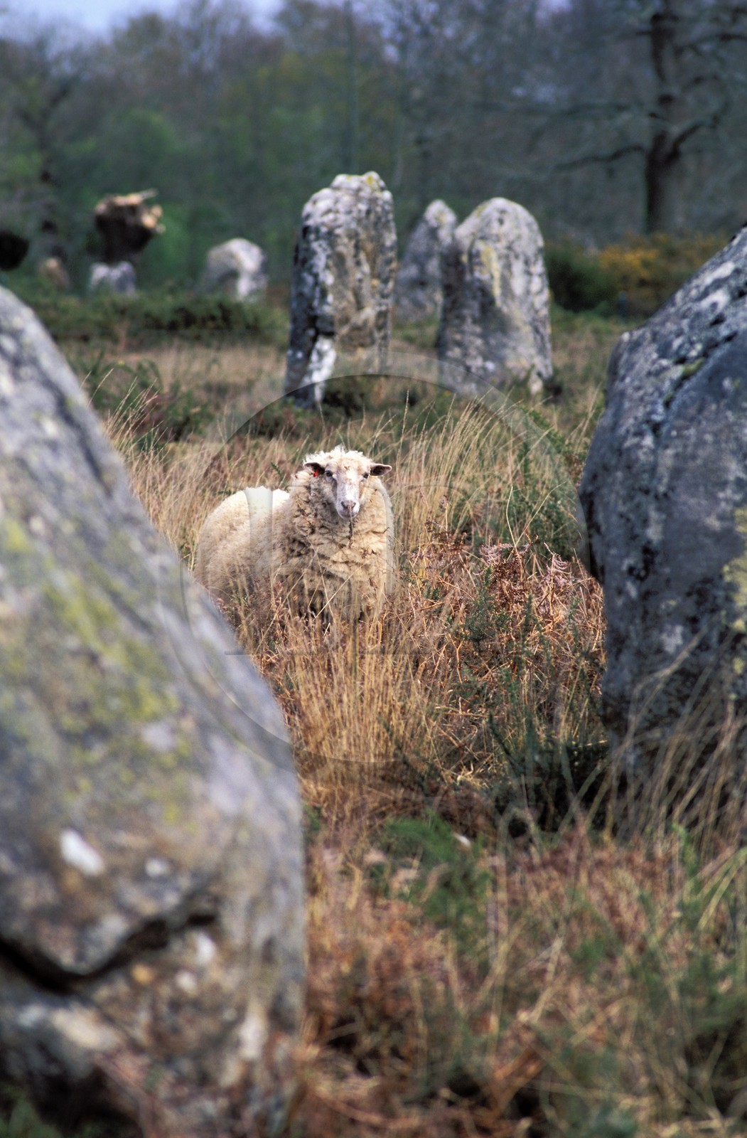 France, Morbihan (56), Mouton dans les mégalithes de Carnac, (alignements de menhirs)