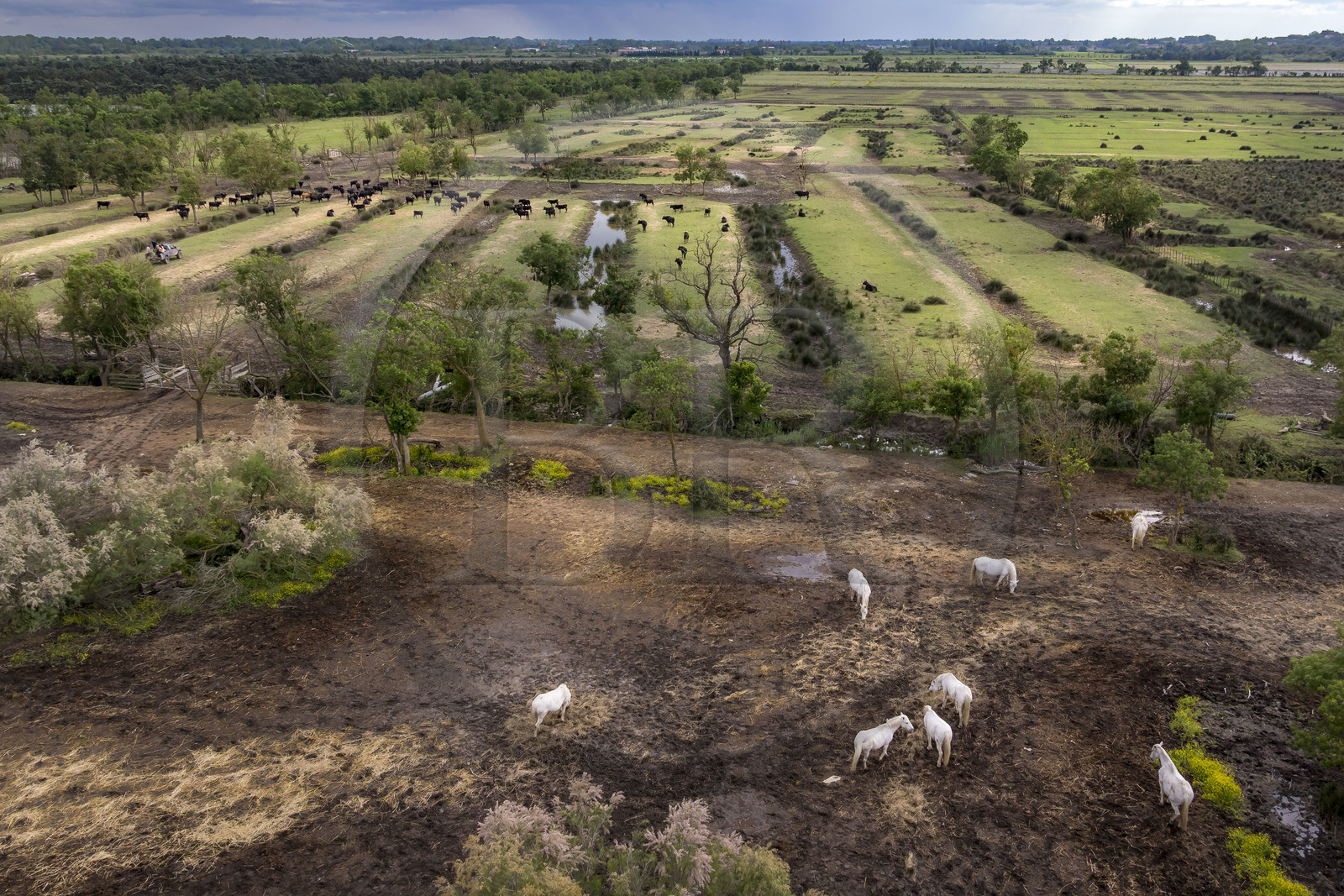 France, Gard (30), Saint-Gilles du Gard, manade Pierre Aubanel & fils, chevaux et taureaux camarguais appelés Raço di Biou (vue aérienne)