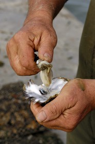 France, Charente-Maritime (17), le bassin Marrennes-Oléron au large de l'Ile d'Oléron, une huître tout juste sortie de mer