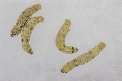 France, Gard, Monoblet, Atelier Sericyne is relaunching French sericulture, breeding silkworms and producing exceptional non-woven silk for the production of decorative objects