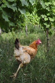 France, Bas-Rhin (67), Route des vins d'Alsace, Traenheim, Domaine viticole MULLER Charles & Fils, essais d'implantation de poules dans les vignes pour permettre un entretien bio