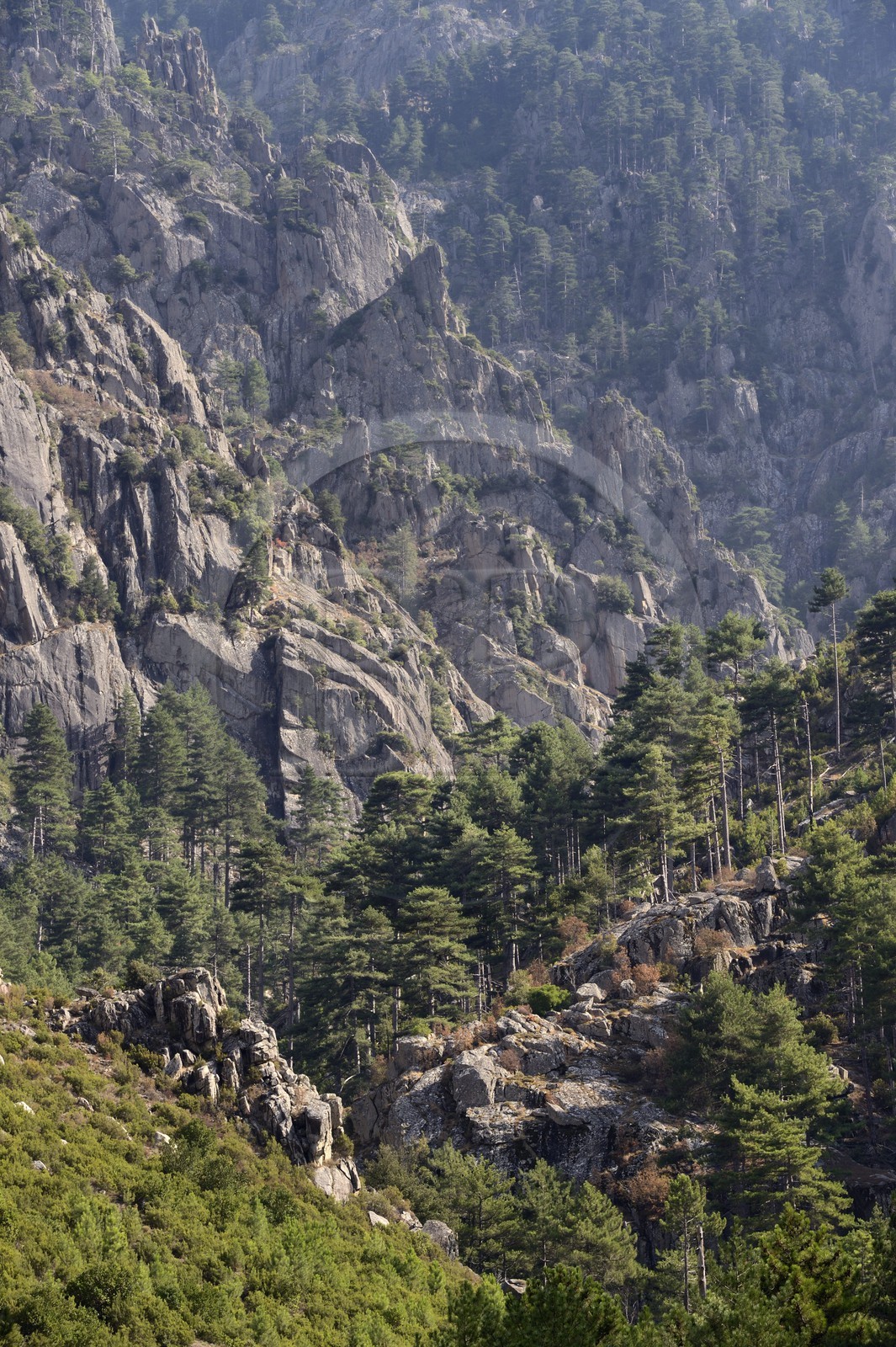 France, Haute-Corse (2B), Corte, Vallée de la Restonica