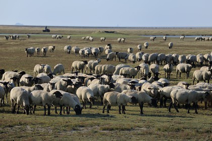 France, Ille-et-Vilaine (35), troupeau de moutons de prés salés du Mont-Saint-Michel