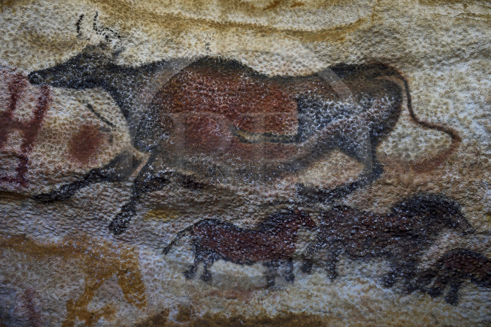 France, Dordogne (24), Montignac, l’Atelier des Fac-Similés du Périgord (AFSP) spécialisé dans la reproduction minérale de parois ornées de la préhistoire et en charge de la reconstitution fidèle des parois de la grotte de Lascaux, Aurochs et chevaux, mention obligatoire Atelier des Fac-Similés du Périgord