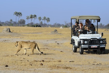 Zimbabwe, province de Matabeleland septentrional, parc national Hwange, touristes en 4x4 observant un lion (Panthera leo)