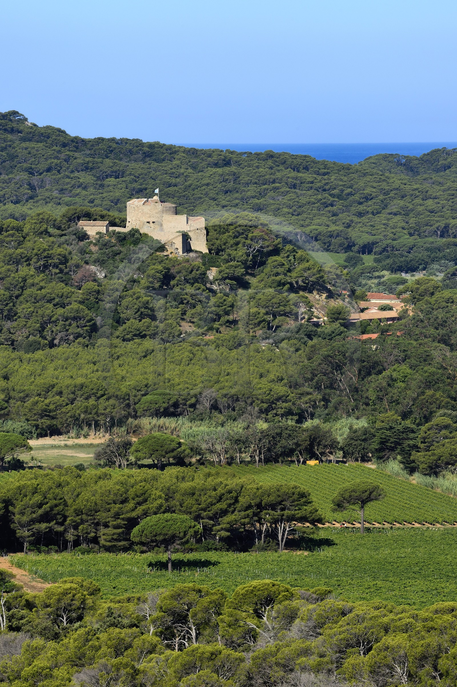 France, Var (83), Iles d'Hyères, parc national de Port Cros, Ile de Porquerolles, les vignes de la plaine de la Courtade dominées par le Fort Sainte Agathe