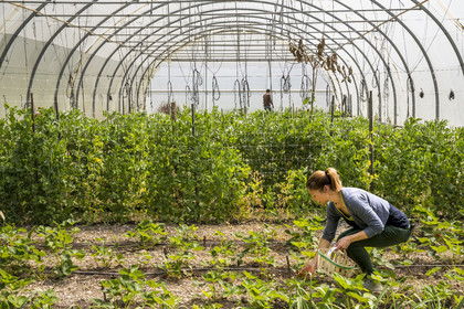 France, Vaucluse (84), Sarrians, Domaine de l'Oiselet, culture de fraises sous serre