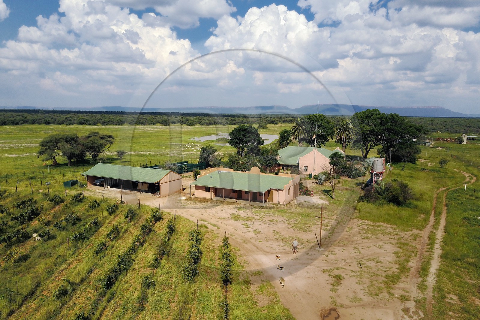 Namibia, Otjiwarongo region, Cheetah Conservation Fund