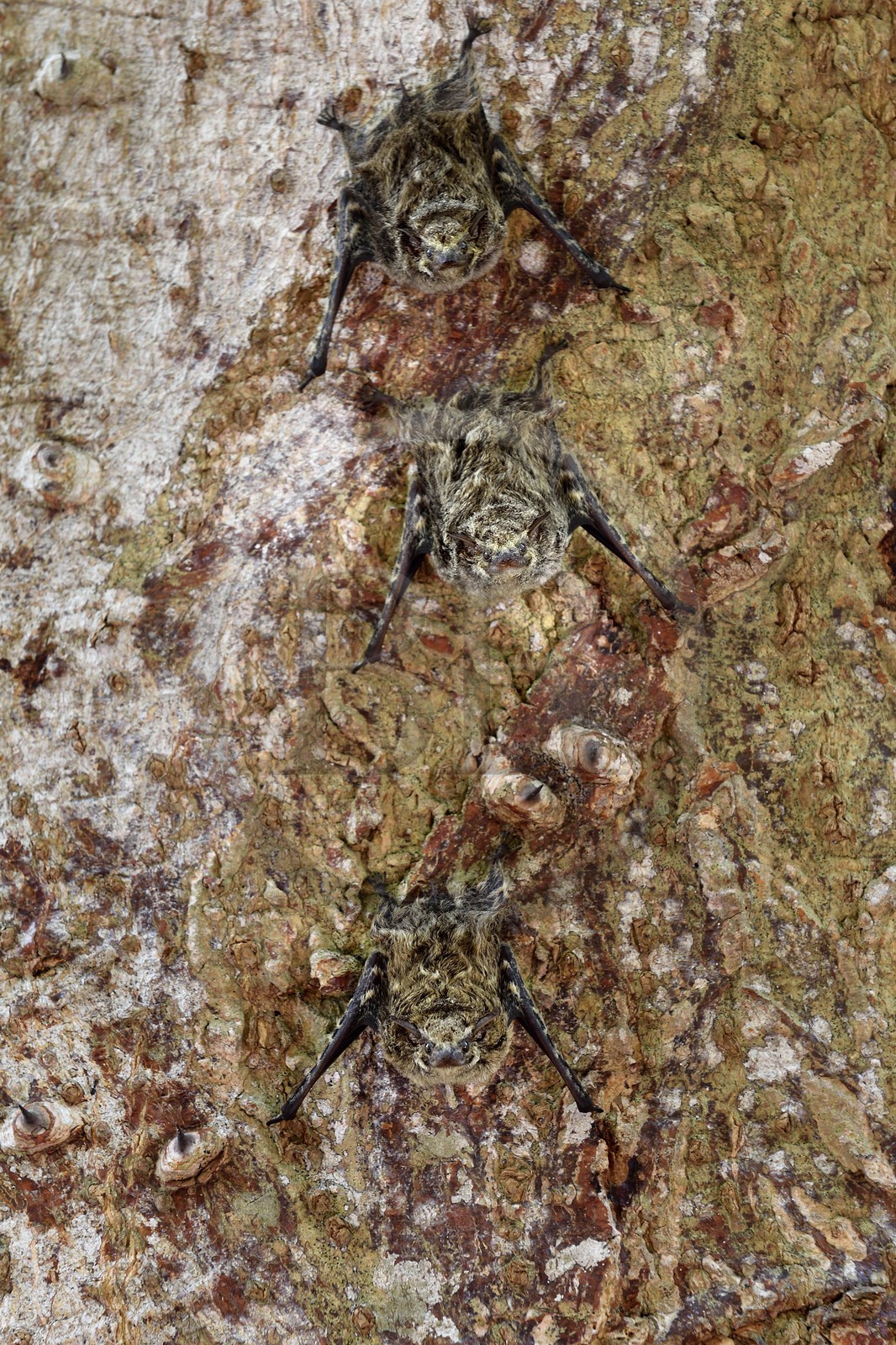 Nicaragua, Ile d'Ometepe réserve mondiale de Biosphère sur le lac Nicaragua, marais le long du Rio Istian, chauve-souris à long nez (Rhynchonycteris naso)