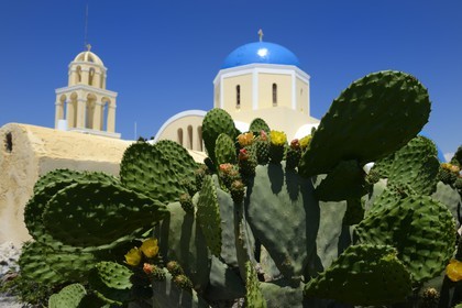 Grèce, Les Cyclades, mer Égée, île de Santorin (Thira ou Théra), village de Oia, figuier de barbarie