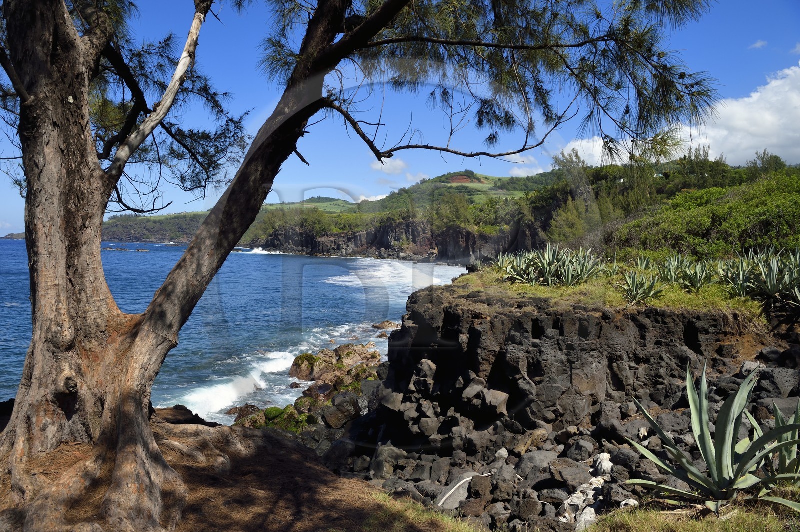 France, Ile de la Reunion, Saint-Joseph vers la plage de Ti Sable, le sentier littoral longe une cote basaltique résultant d'une ancienne coulée de lave, filao