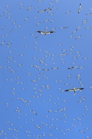 France, Côtes-d'Armor (22), Perros-Guirec, archipel et réserve ornithologique de Sept-Iles, Ile Rouzic, colonie de fous de Bassan (Morus bassanus), unique point de nidification en France pour plus de 20000 couples