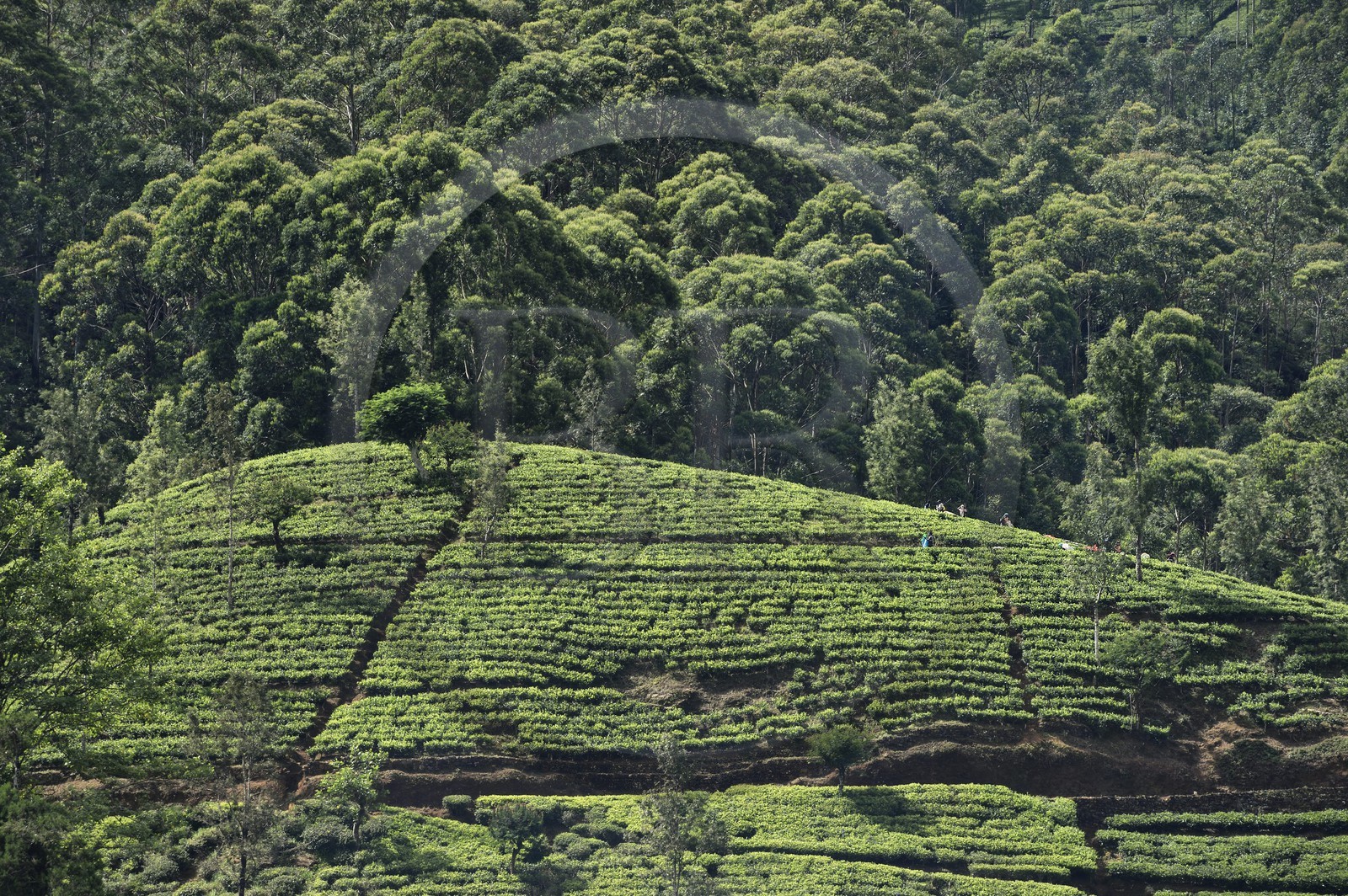 Sri Lanka, center province, Dalhousie, tea plantation